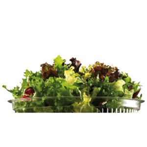 Bild von Gartensalat